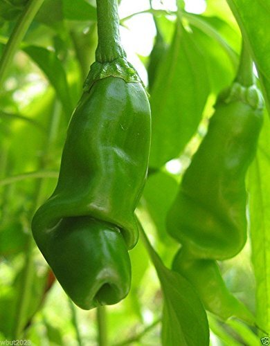 Peter Pepper Seed,Yellow,a.k.a.The Peter Pepper or Penis Pepper,Capsicum annuum.
