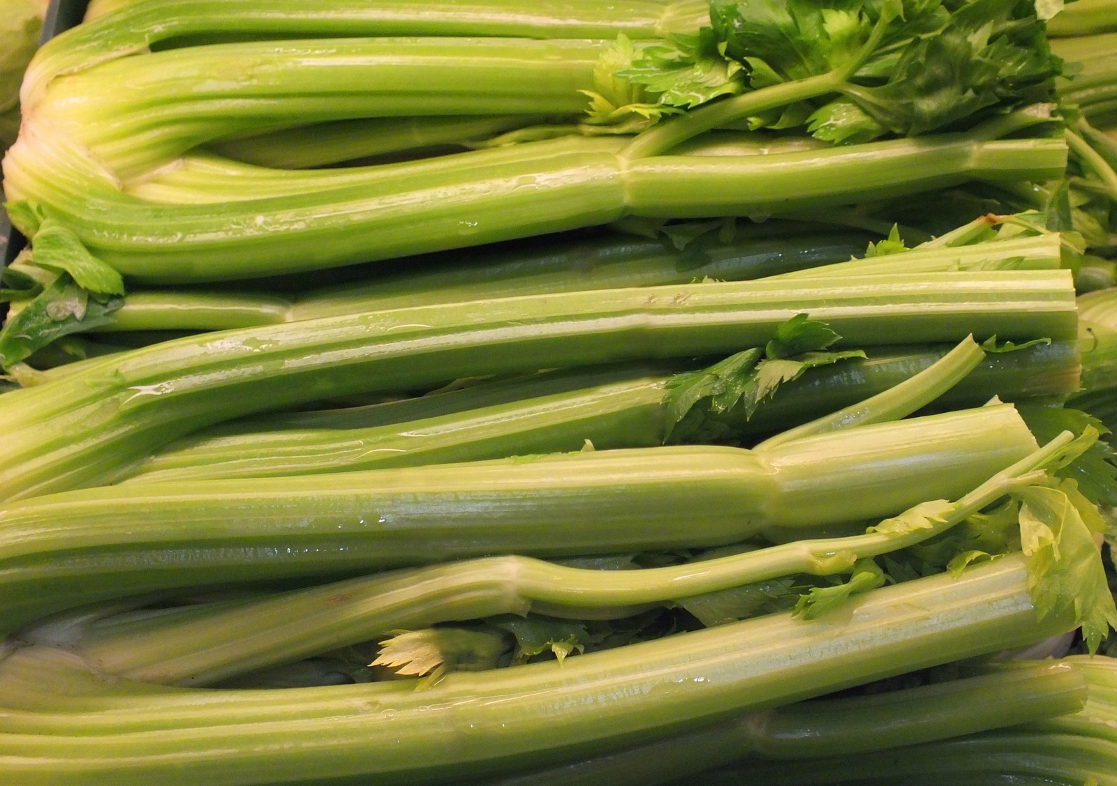 500+ Celery Seeds- Golden Pascal- Heirloom 2021 Seeds $1.69 Max Shipping/Order