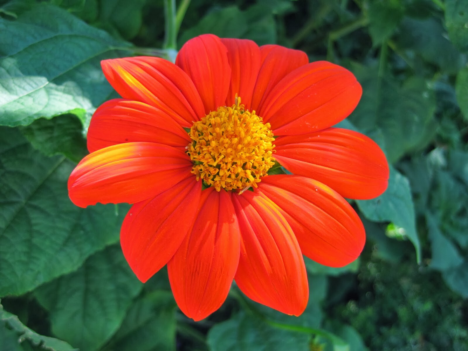 Mexican Sunflower Seeds 50+ Tithinia Torch Flower USA SELLER FREE SHIPPING