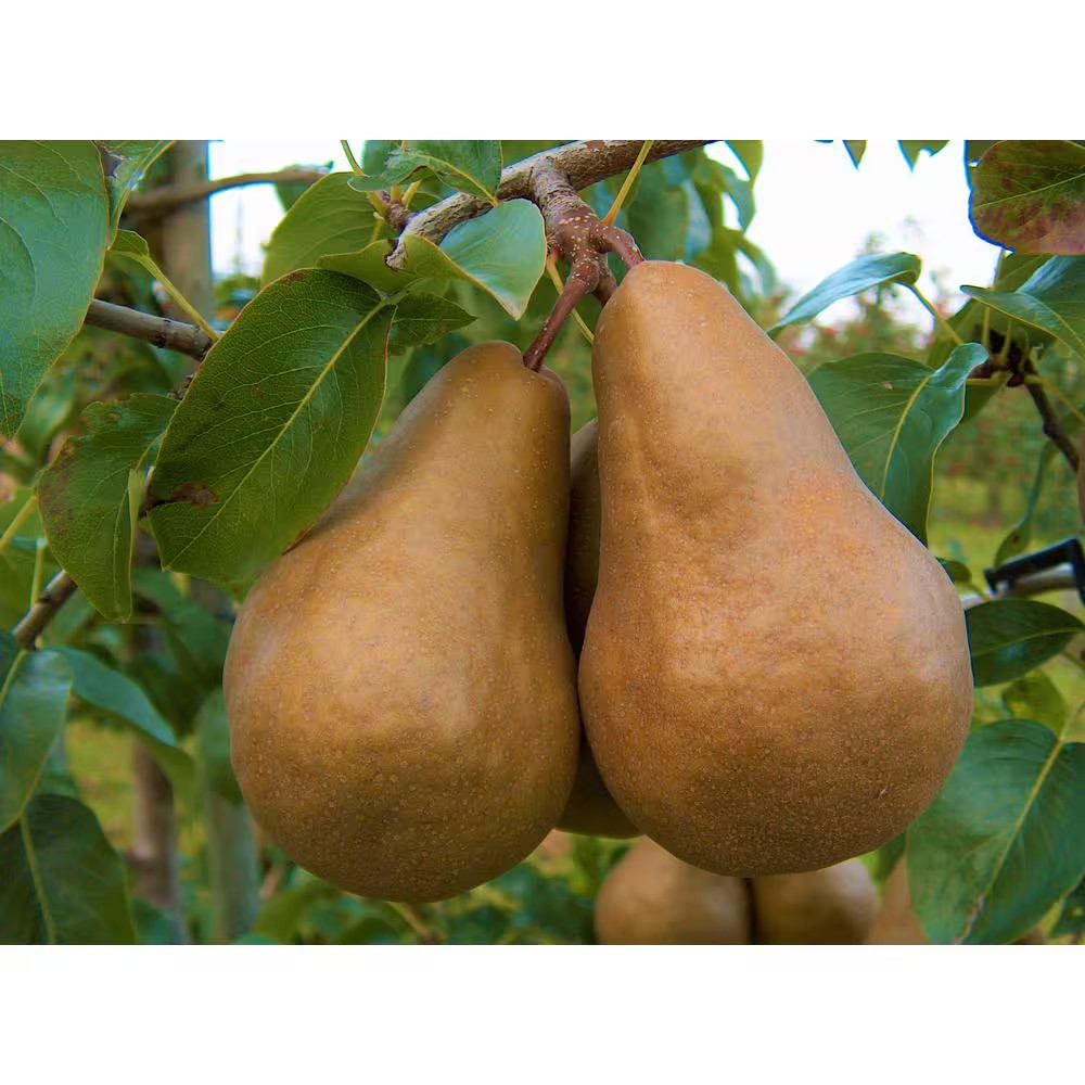 Dwarf Bosc Pear Tree – Sweet and Hardy Cinnamon Brown Pears (Bare-Root, 3 Ft. to