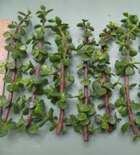 Elephant Bush Jade PORTUCALARIA AFFRA plant Green/Red stem 11 cuttings