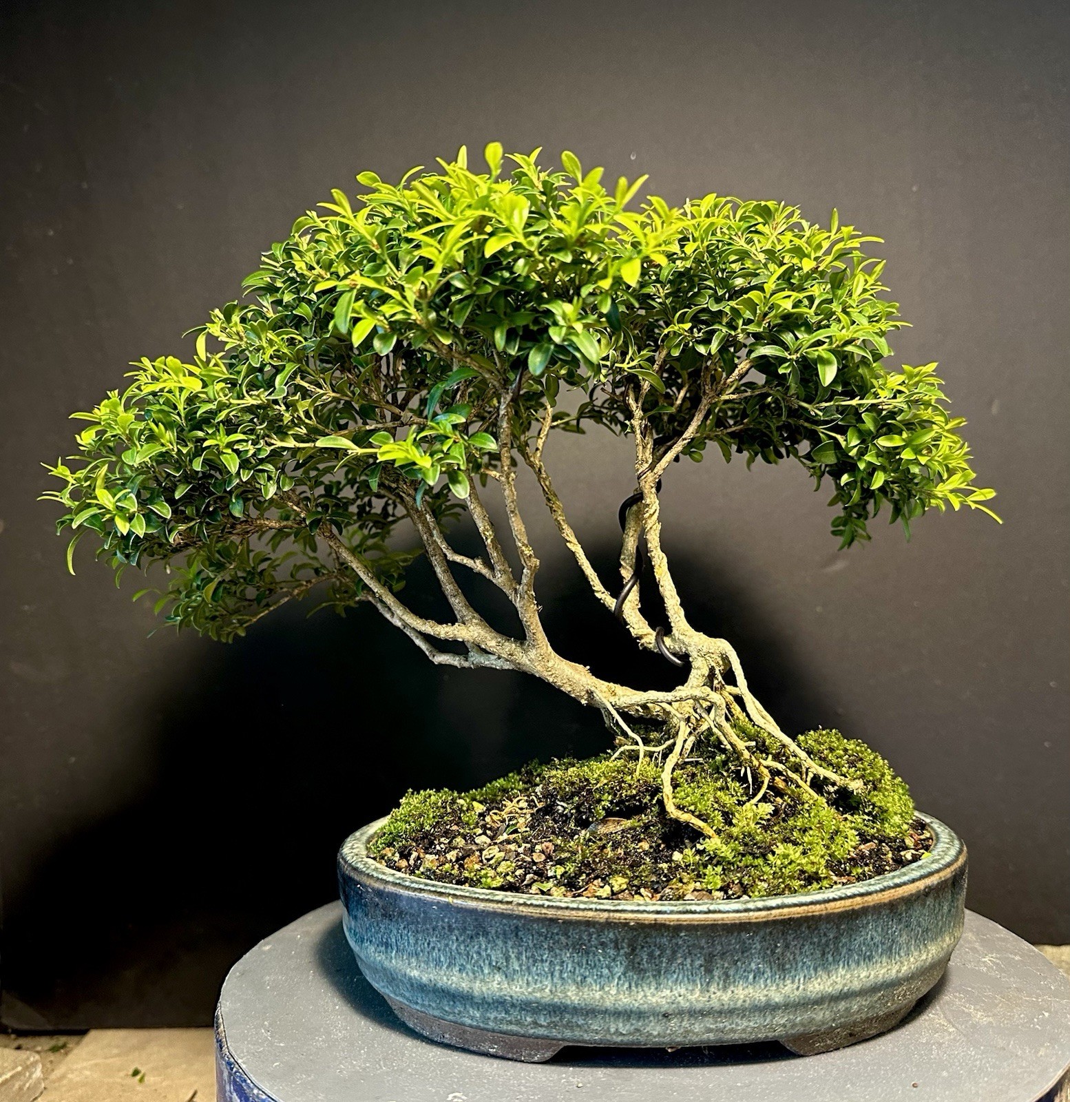 Bonsai Tree Kingsville Boxwood Forest 10-12 Years Old 9” Tall Blue Chinese Pot