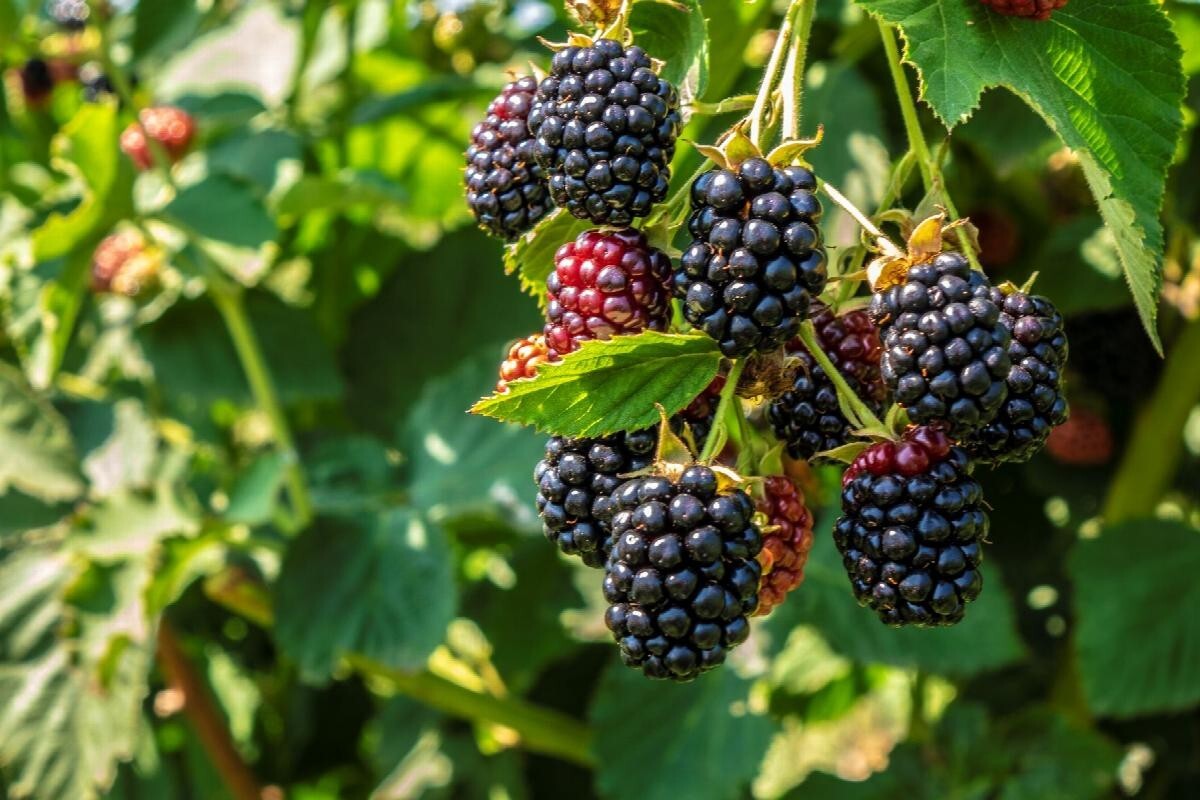 4 BlackBerry Big Daddy Fruits Live Plants Four Plant Outdoor Garden