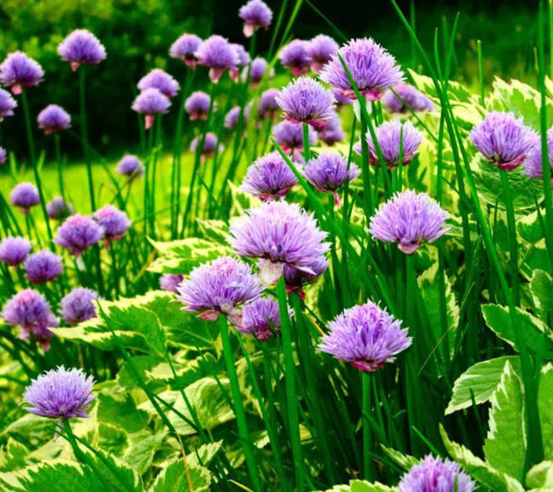 500 CHIVE Allium Schoenoprasum Vegetable Seeds
