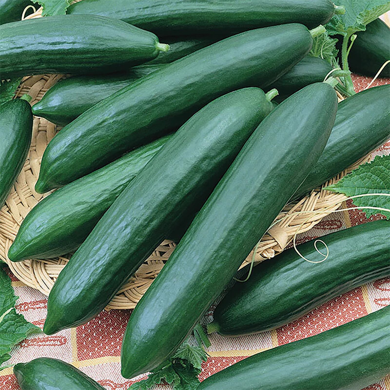 Tendergreen Burpless Cucumber Seeds | Heirloom / Non-GMO | Free Shipping | 1062