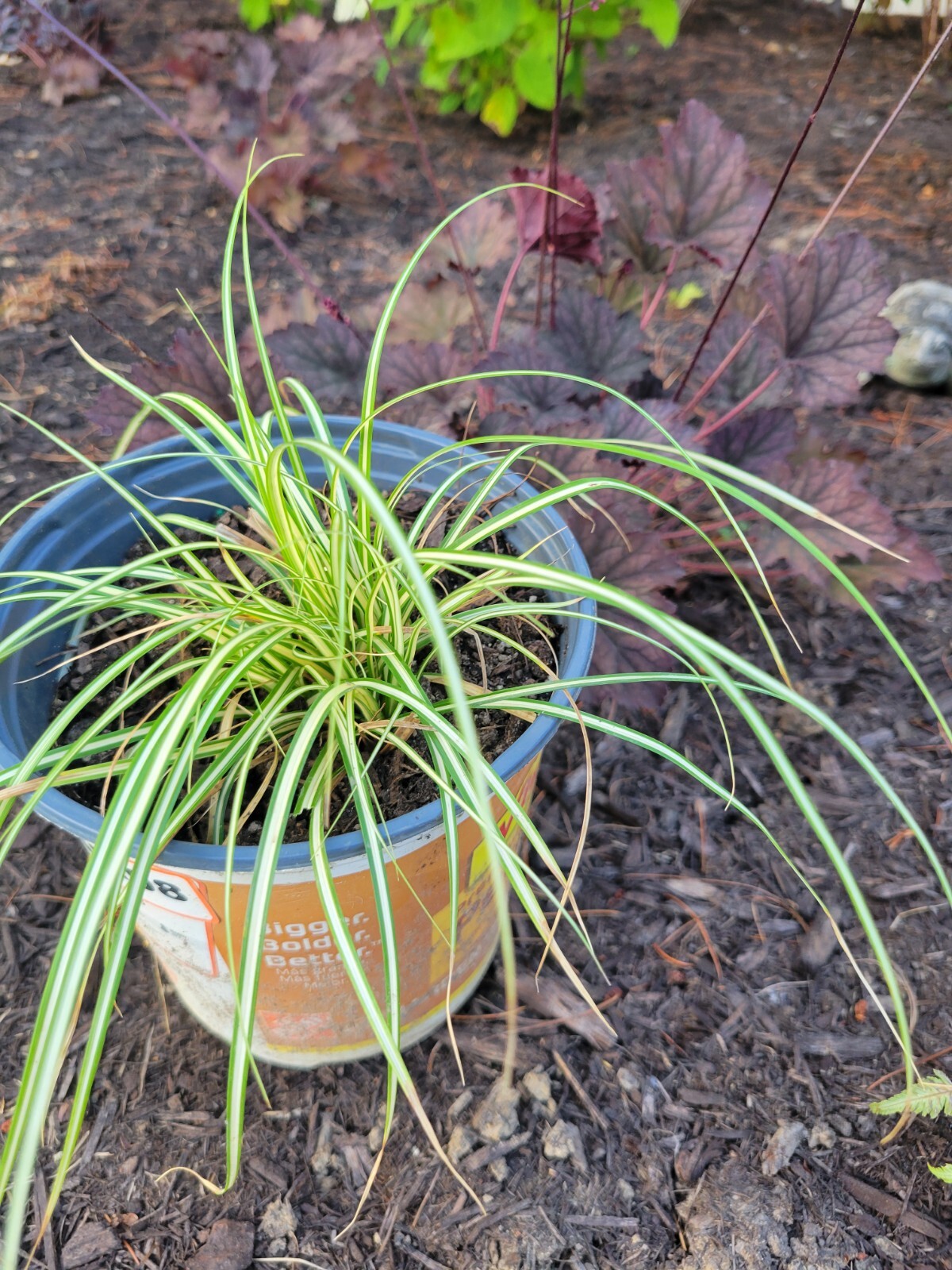 Variegated Sedge Grass Carex Evergold Excellent With Burgundy Plants