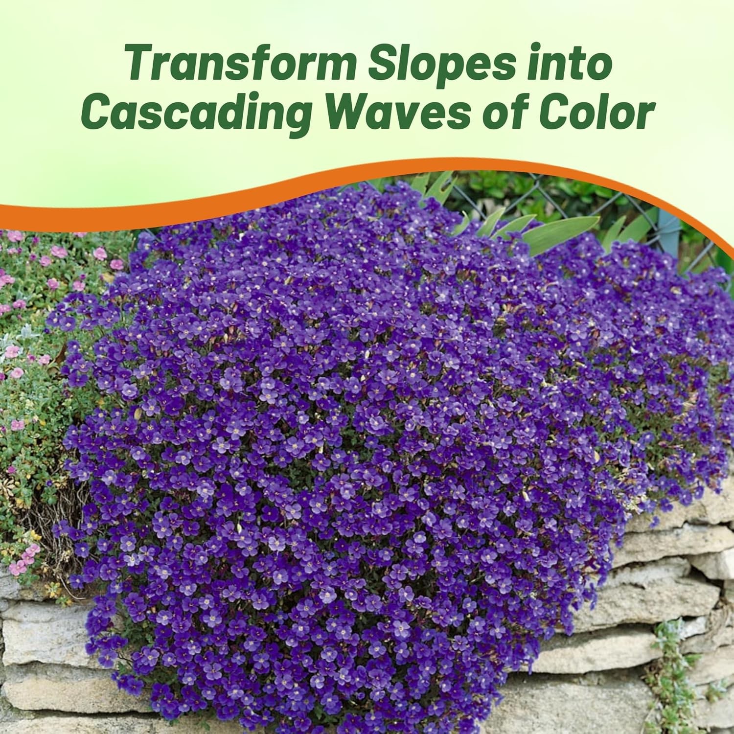 2000 Seeds Cascading Blue Rock Cress Seeds – Aubrieta Seeds Hybrida Ground