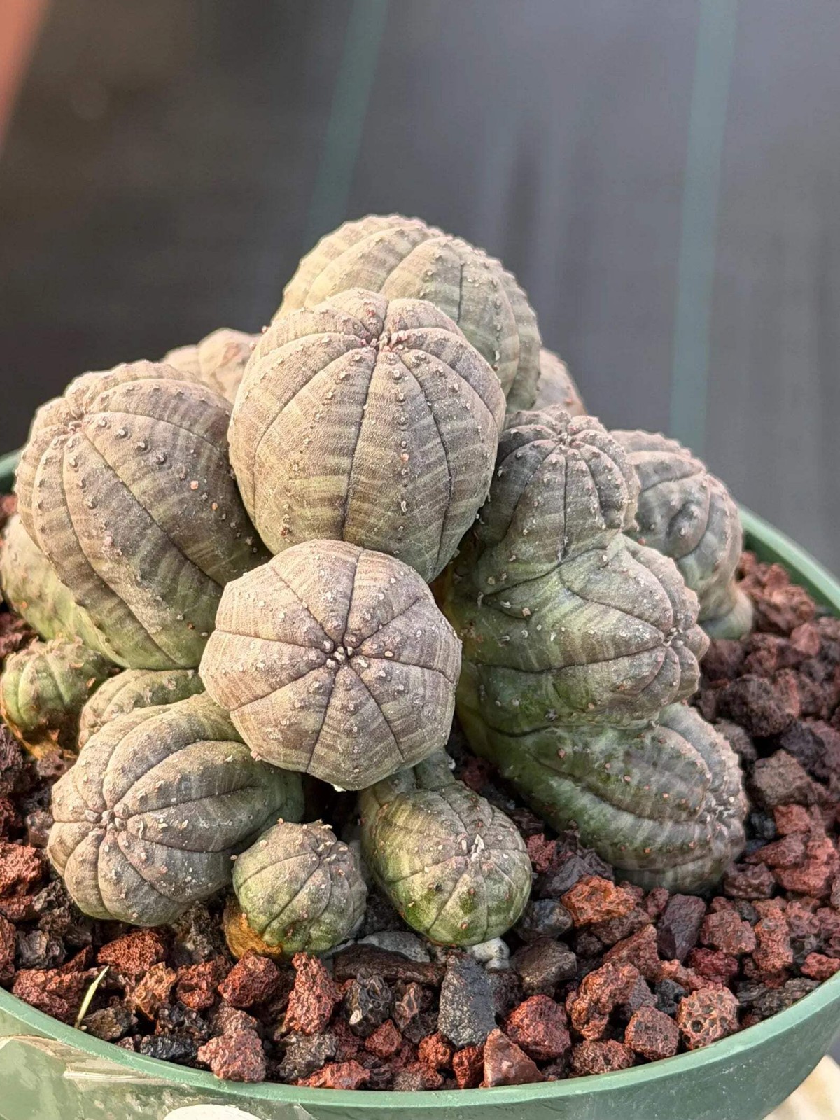 Crested Euphorbia Obesa Cluster Live Plant #235