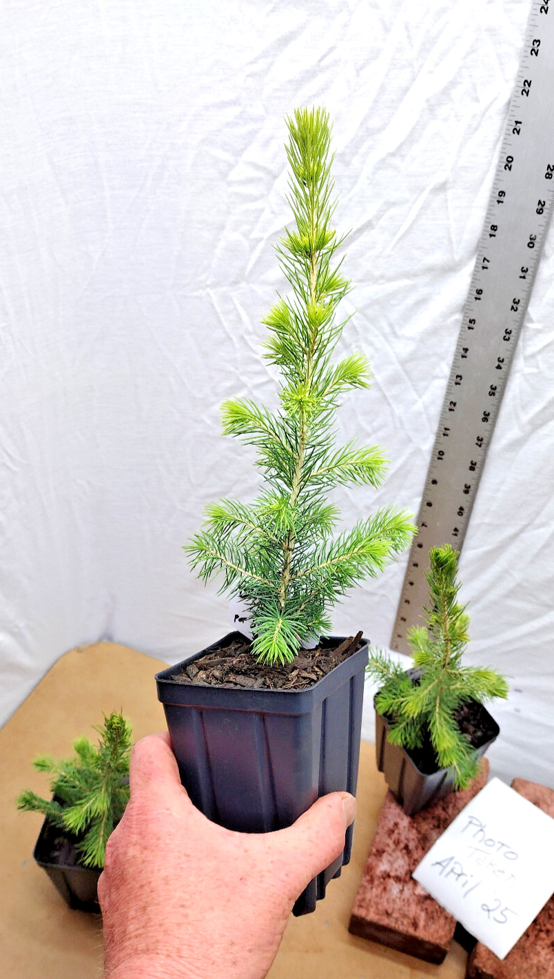 Black Hills Spruce 2 year old tree. Picea glanca var densata. mariana.