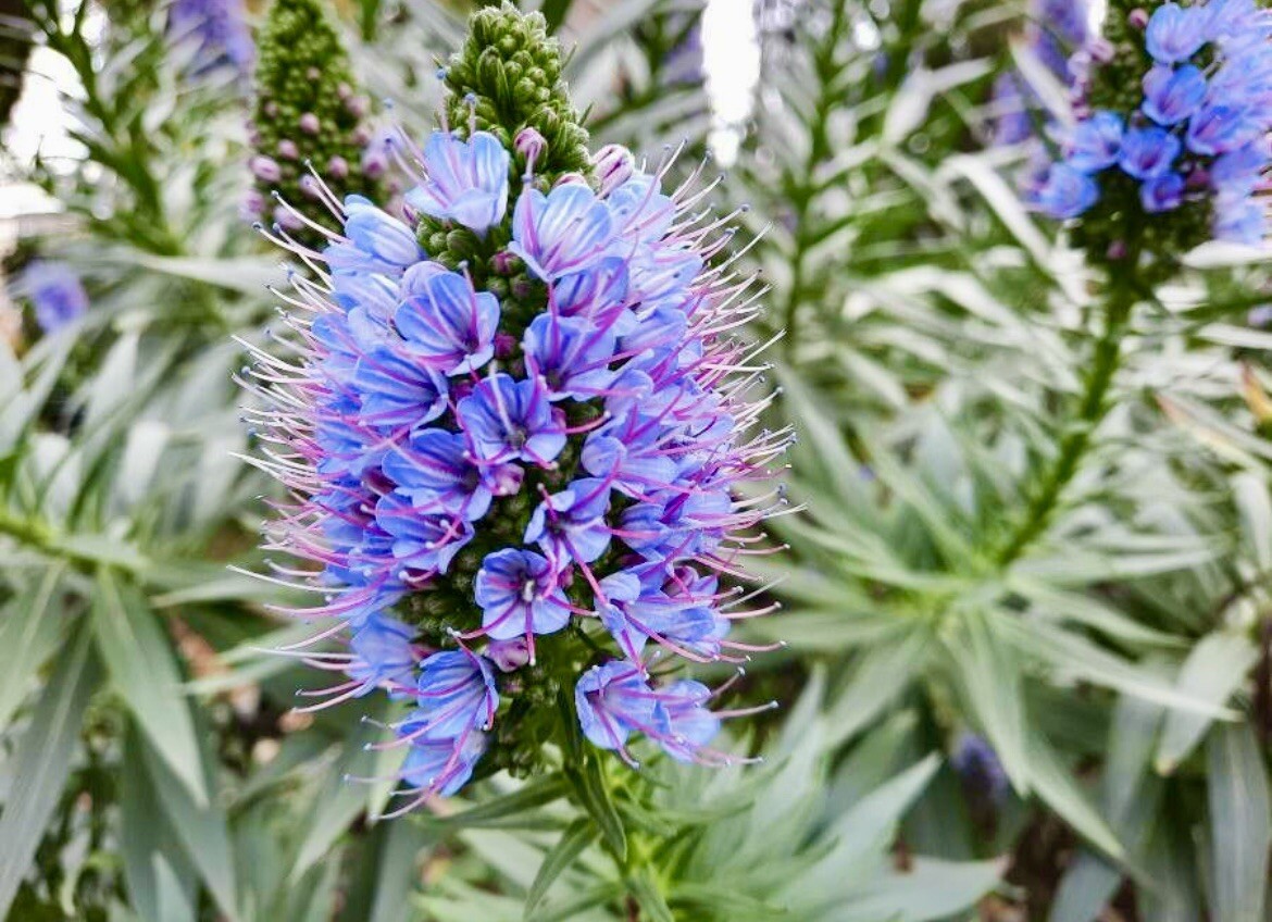Pride of Madeira, Echium Candicans – 1 Seedling about 4 inches – USA