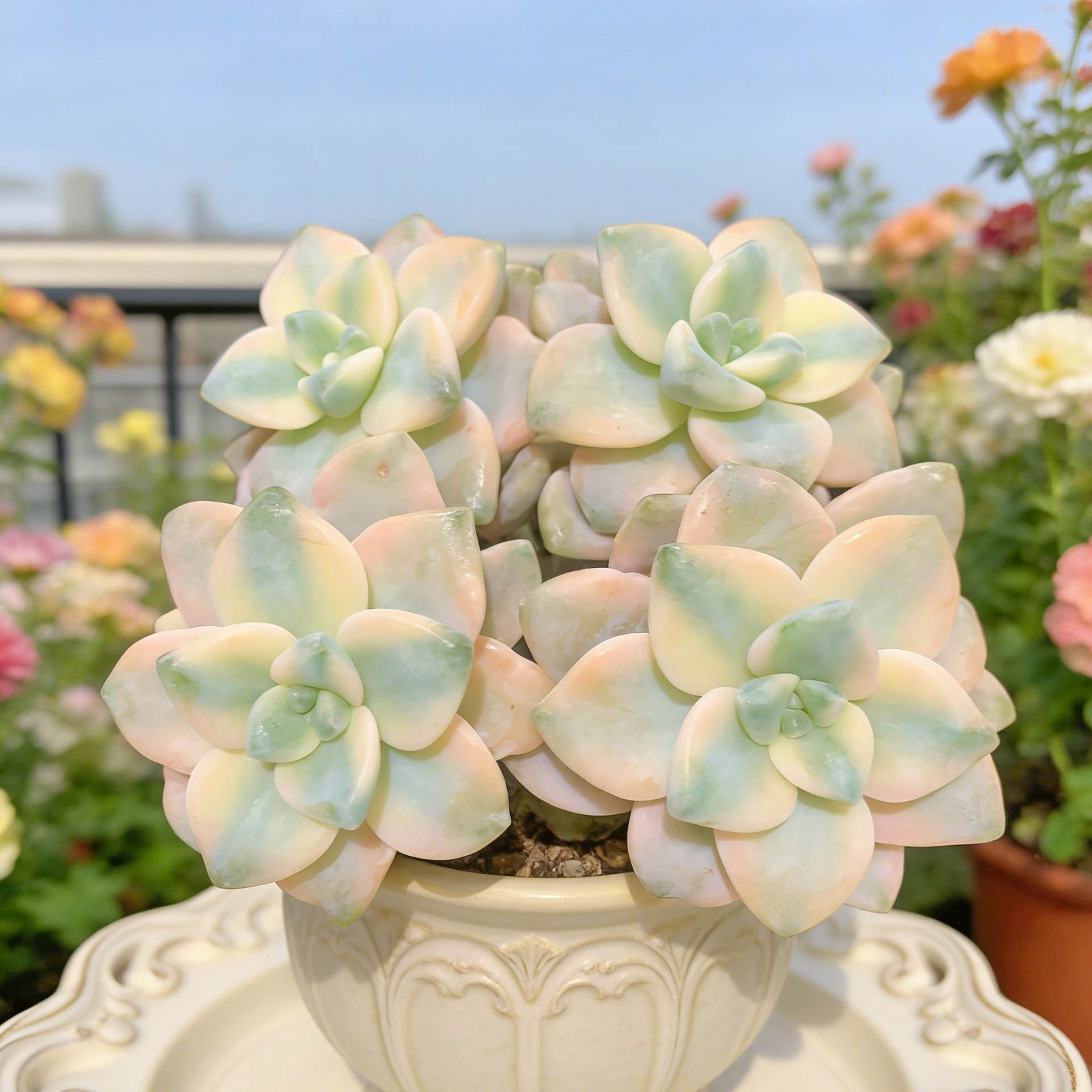 Graptoveria paraguayense bernalense variegatarare Succulents Plants Live, Bare r