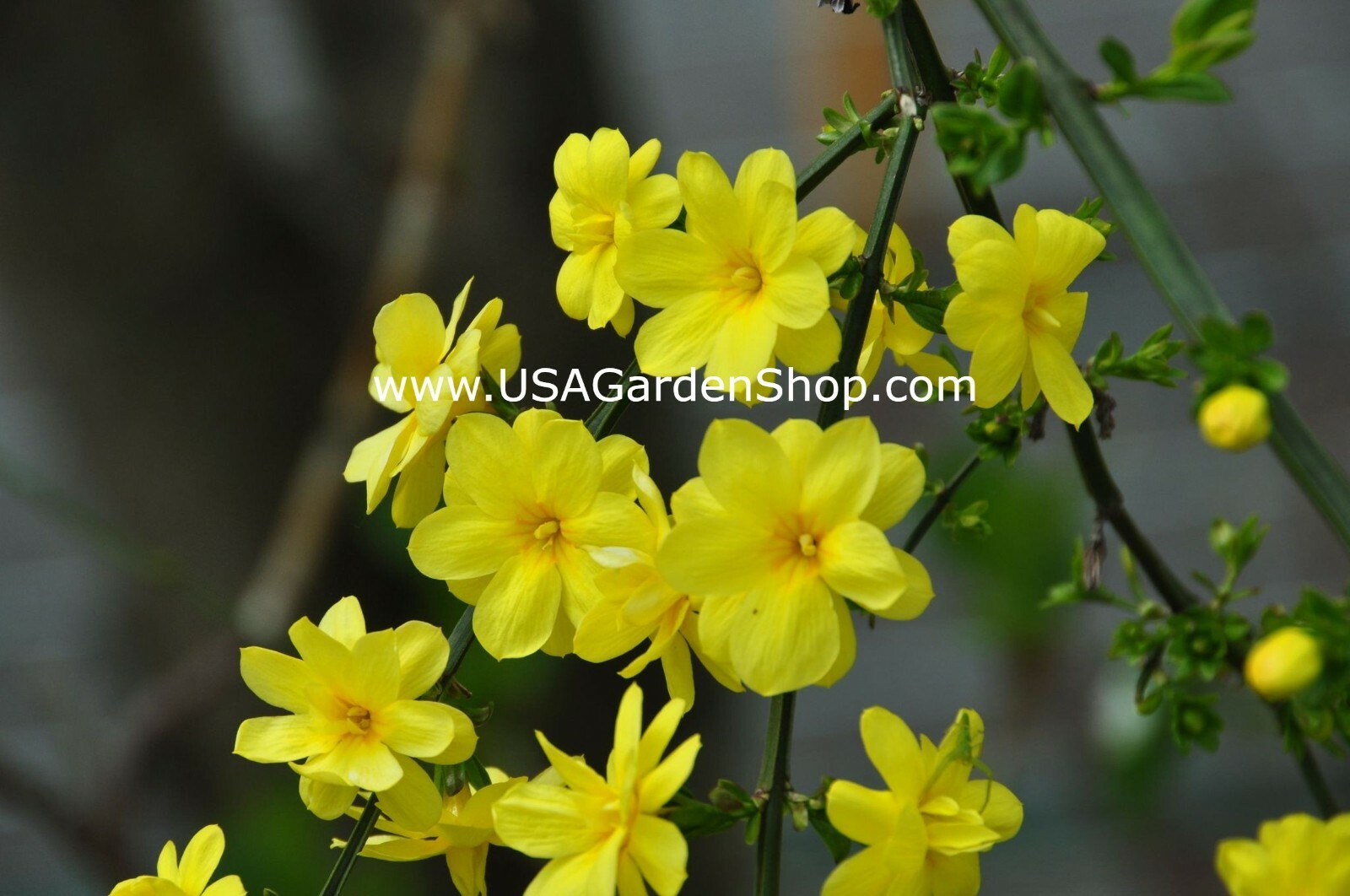 Jasminum mesnyi Sun Glo Hardy Yellow primrose Japanese Jasmine Mai Day 7cuttings