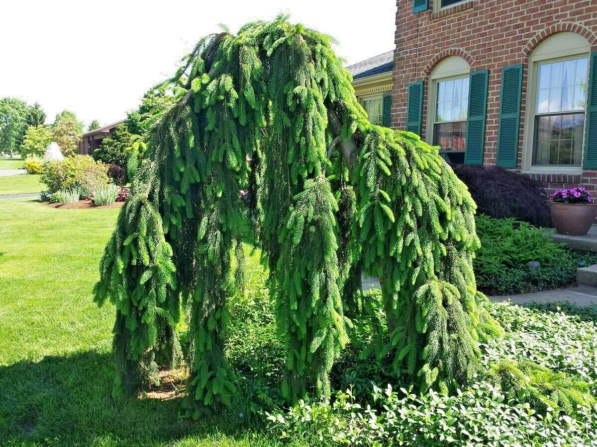 15 WEEPING NORWAY SPRUCE SEEDS – Picea abies ‘Pendula’