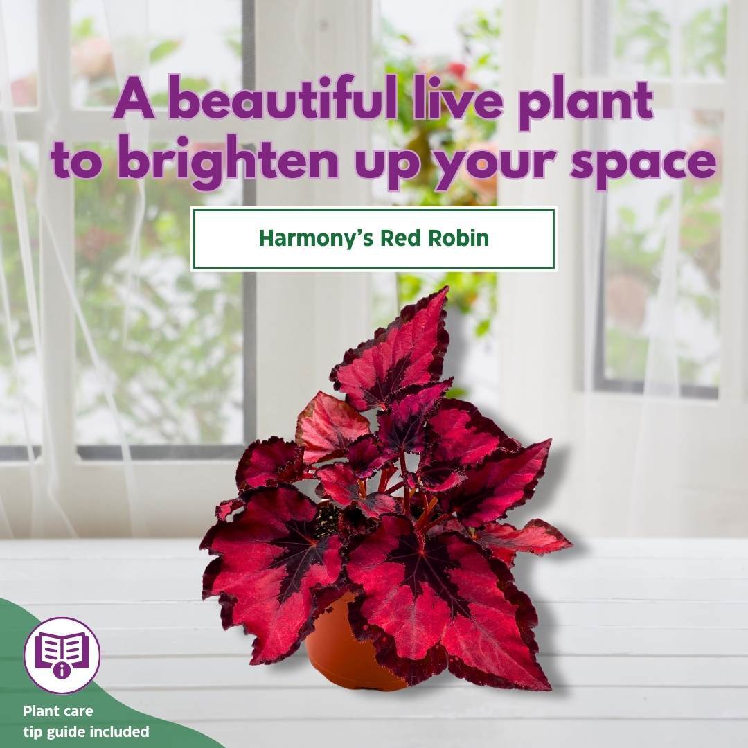 Harmony’s Red Robin Begonia Rex in a 6 inch Metallic Red Black Holographic