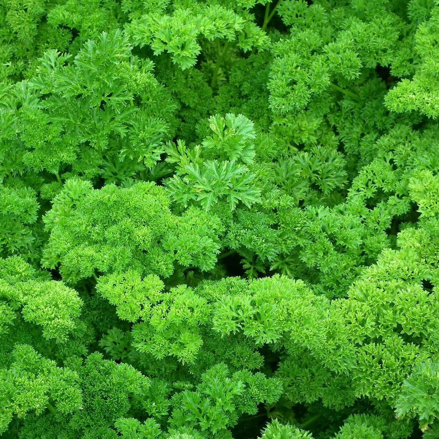 Forest Green Parsley Seeds, NON-GMO, Heirloom, Variety Sizes, Bulk, FREE SHIP
