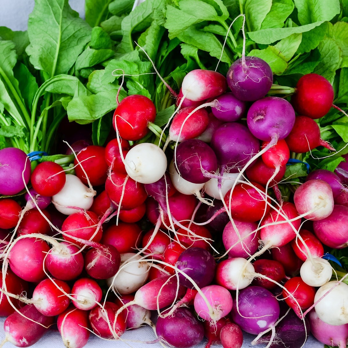 1 Lb Easter Egg Radish Seeds – Everwilde Farms Mylar Seed Packet