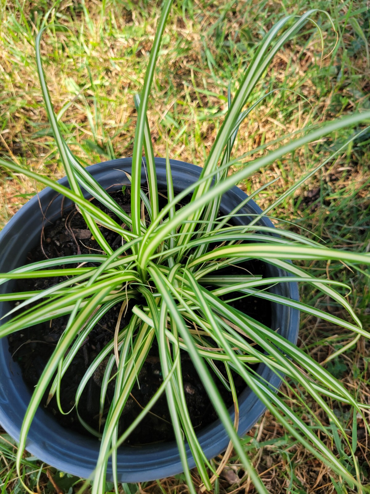 Variegated Sedge Grass Carex Evergold Excellent With Burgundy Plants