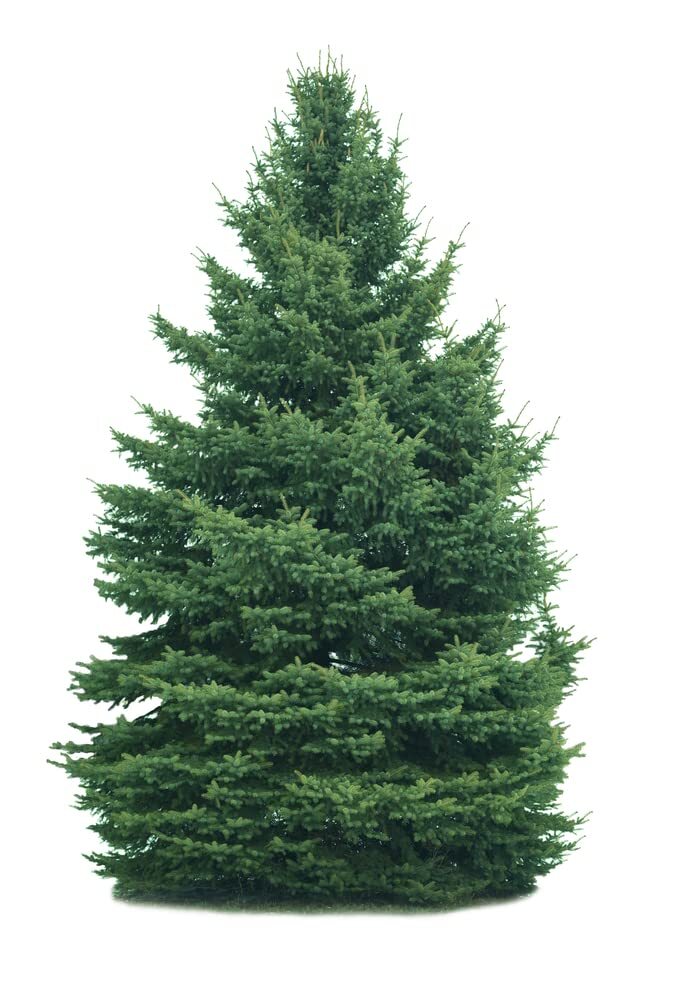 White Spruce Tree Seeds for Planting – 30 Seeds