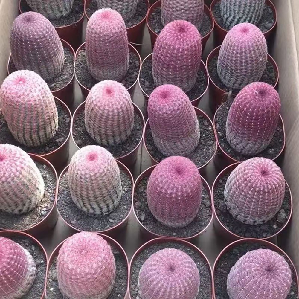Echinocereus rigidissmus rubispinus Rainbow Hedgehog Cactus Succulent Plants