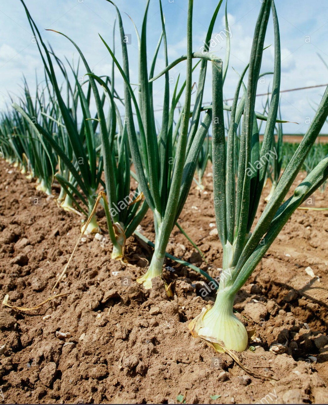 250 YELLOW SWEET SPANISH ONION SEEDS FRESH HARVEST FOR GARDENS