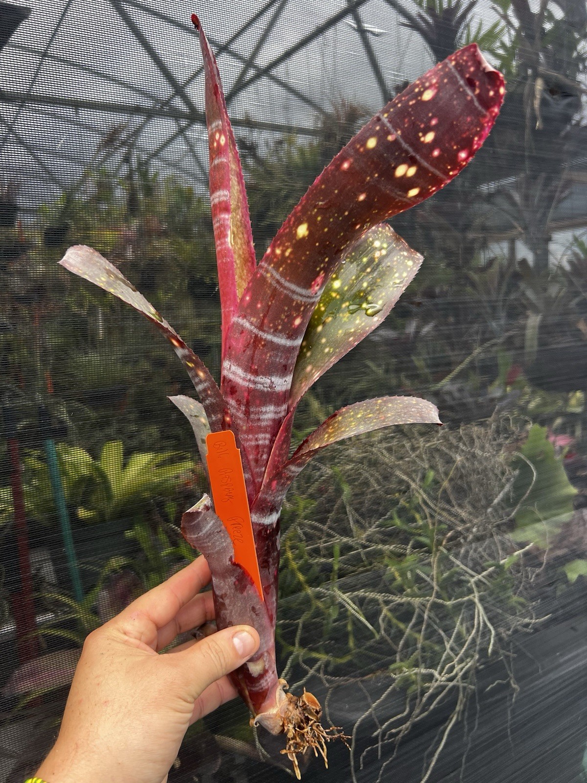 Billbergia Raspberry Freeze