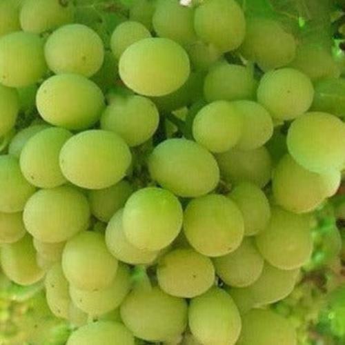 Niagara Green Grape Vine 2 Years Old