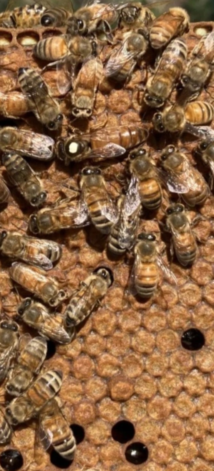 Carniolan/Italian Mated Queen Bees