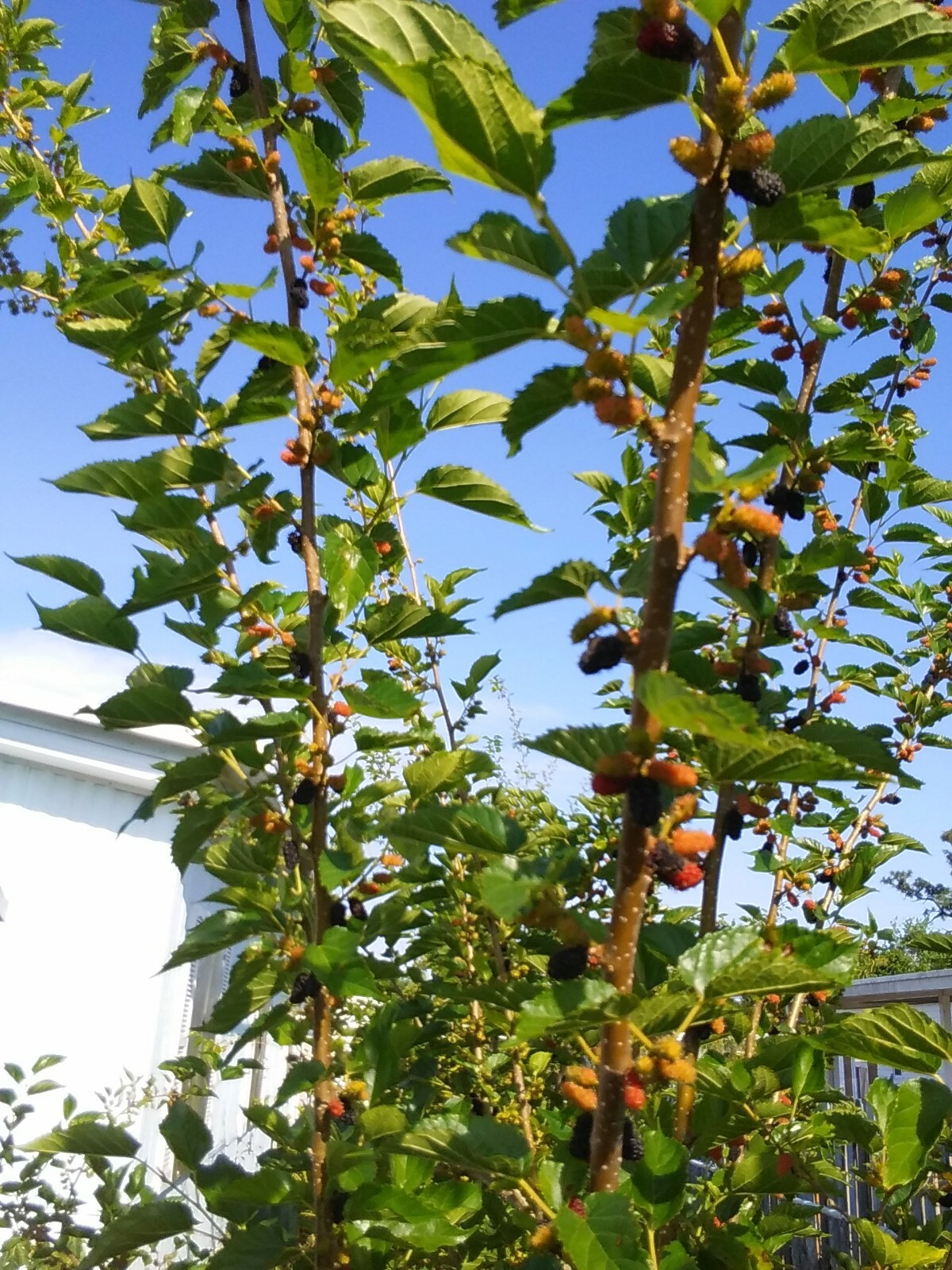 2 Live Rooted Red Black Mulberry Tree 10-14″Organic Fruit & Leaves Edible