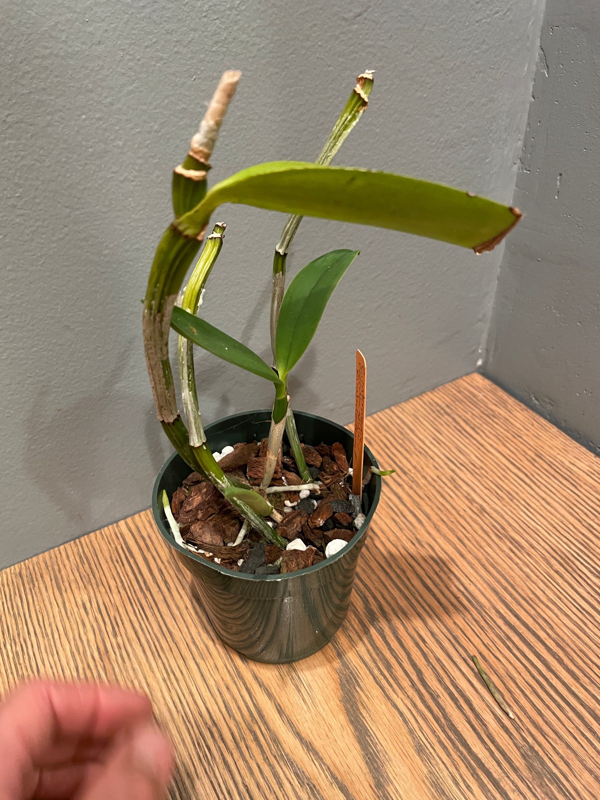 C. intermedia aquinii-coerulea `Kimberly Bennett’ Select Cattleya Orchid Plant