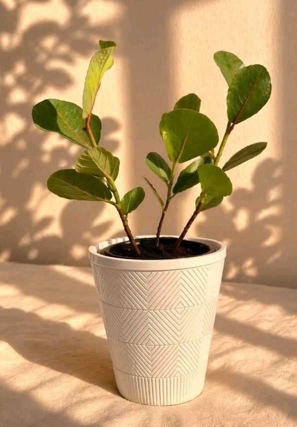 3 Coccoloba uvifera~SeaGrape Live Plant 10 To 15″ Tall In 4″ Pot ~Uva De Playa