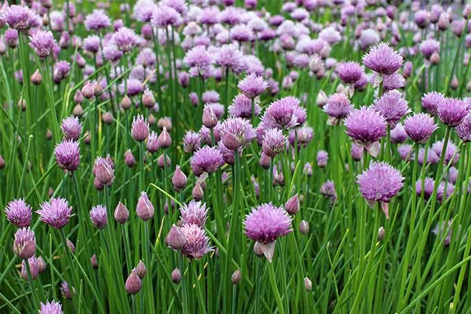 300 CHIVE SEEDS COMMON TYPE FRESH HARVEST FOR 2024 GARDENS