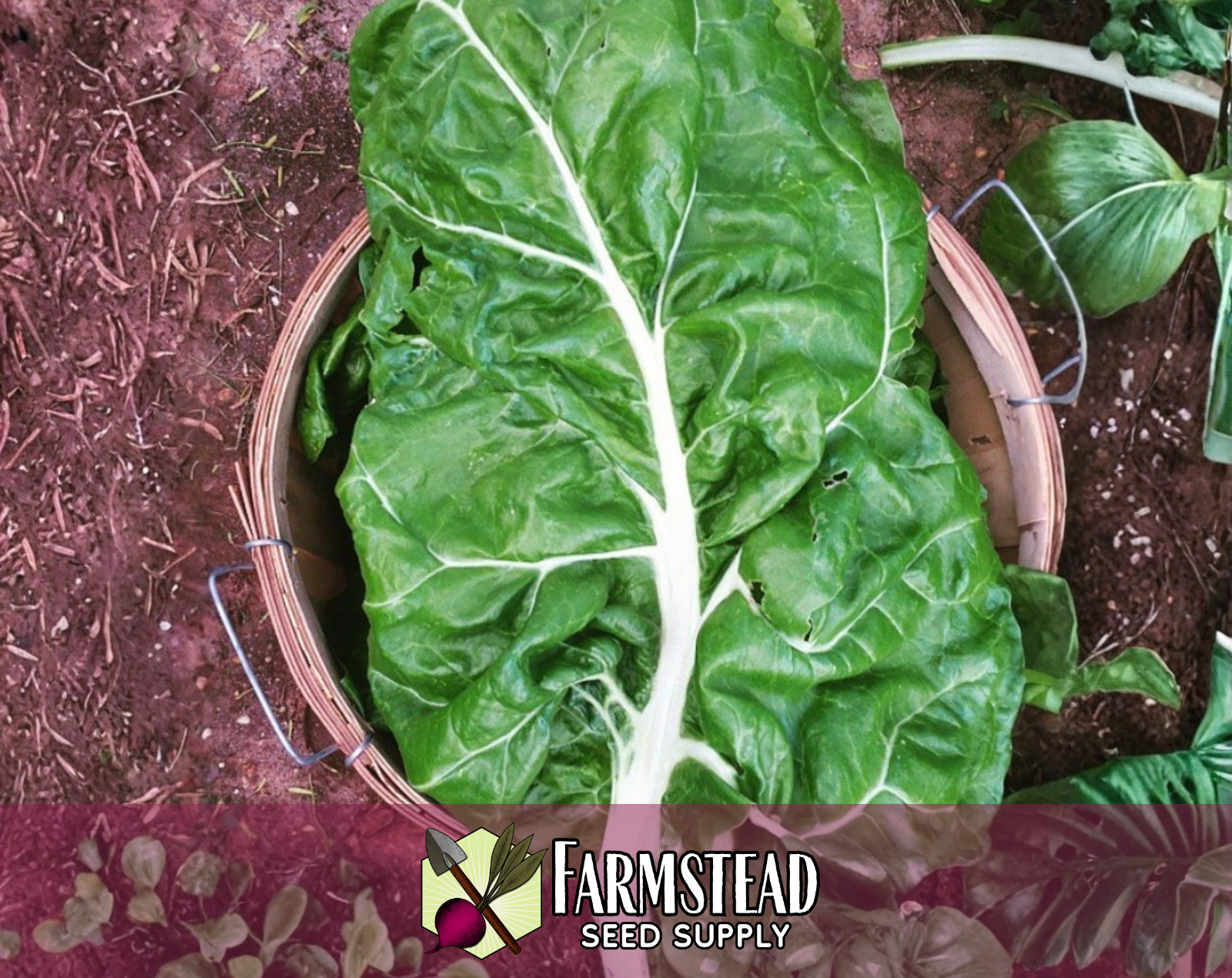 300+ Swiss Chard Seeds [White Lucullus] Vegetable Gardening, Heirloom, Non-GMO