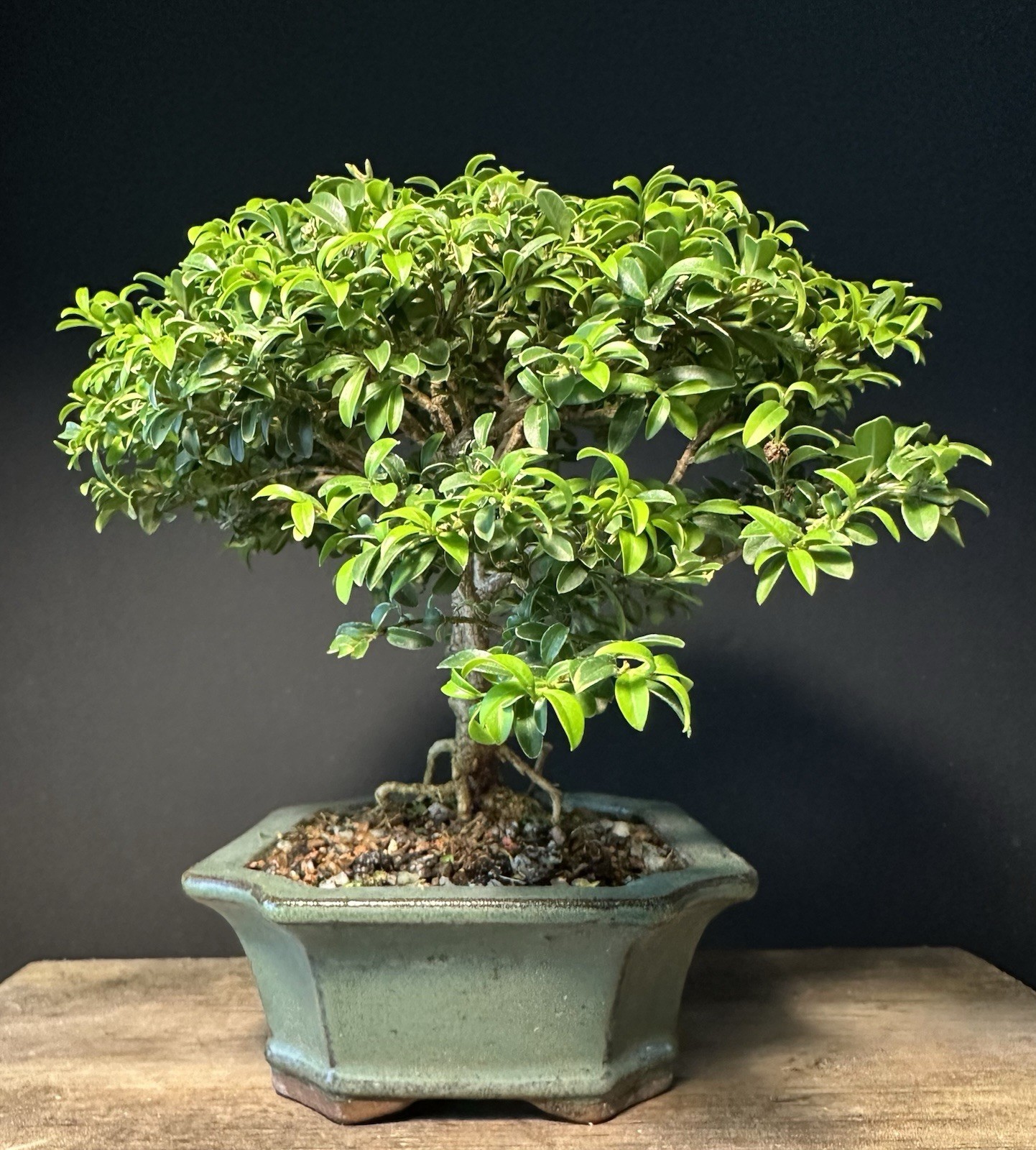 Bonsai Tree Kingsville Boxwood 7 1/4” Tall, 10-14 Years Old, Glazed Chinese Pot