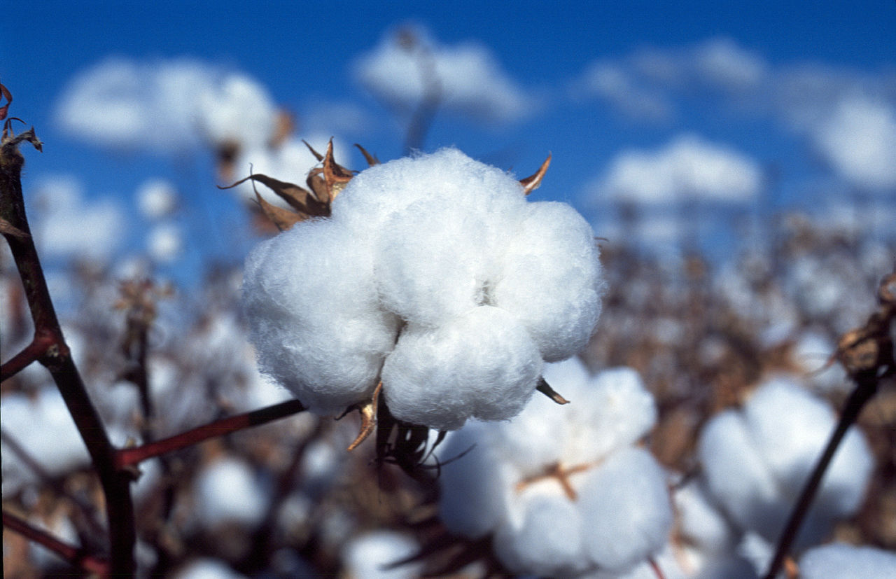 50 WHITE COTTON Gossypium Seeds Non-GMO USA Seller Shipper Best Price