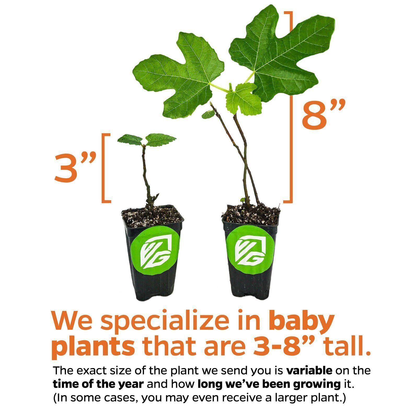 Celeste Fig (Honey/Sugar Fig) – Ficus carica – Live Plant