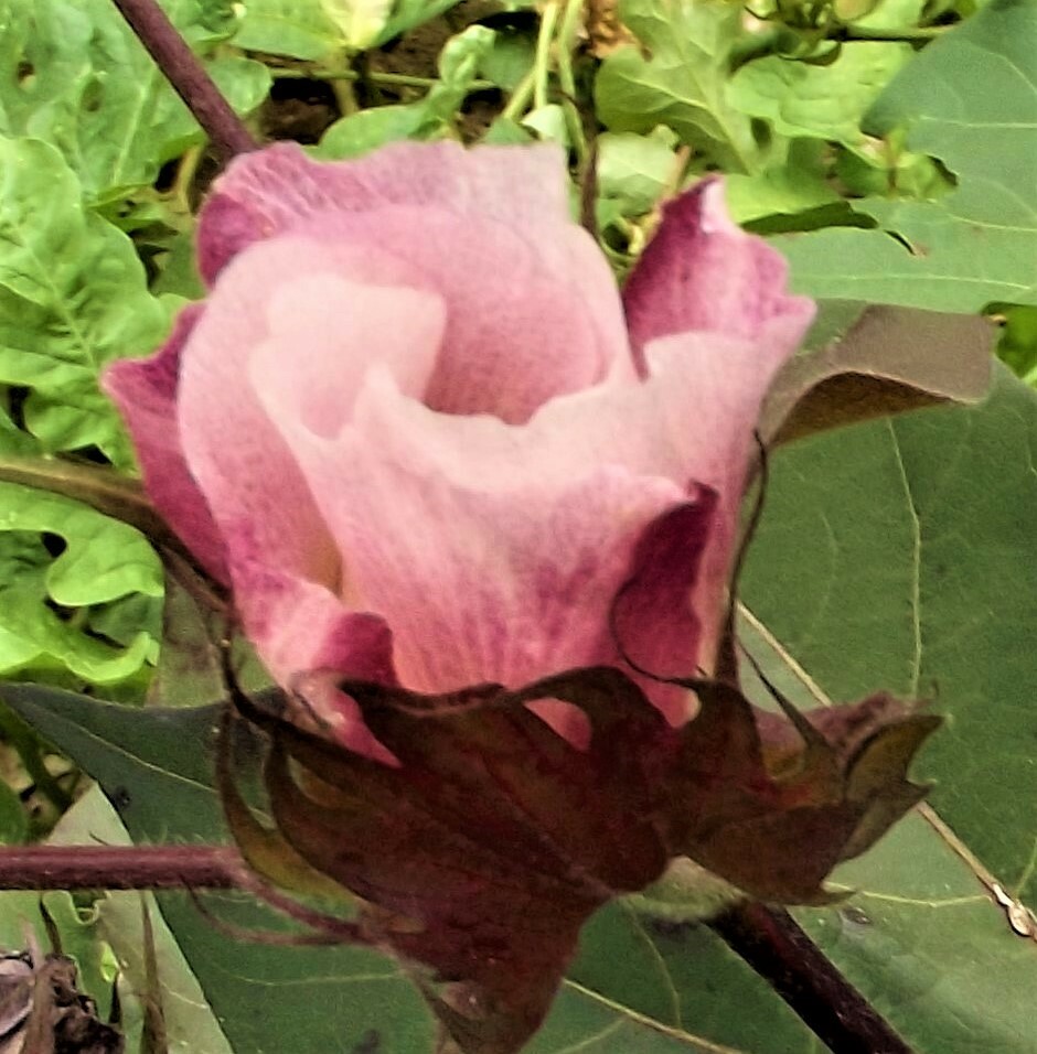 10 Cotton Seed Extremely Rare, Burgundy Leaf, GREEN LINT Heirloom Ornamental