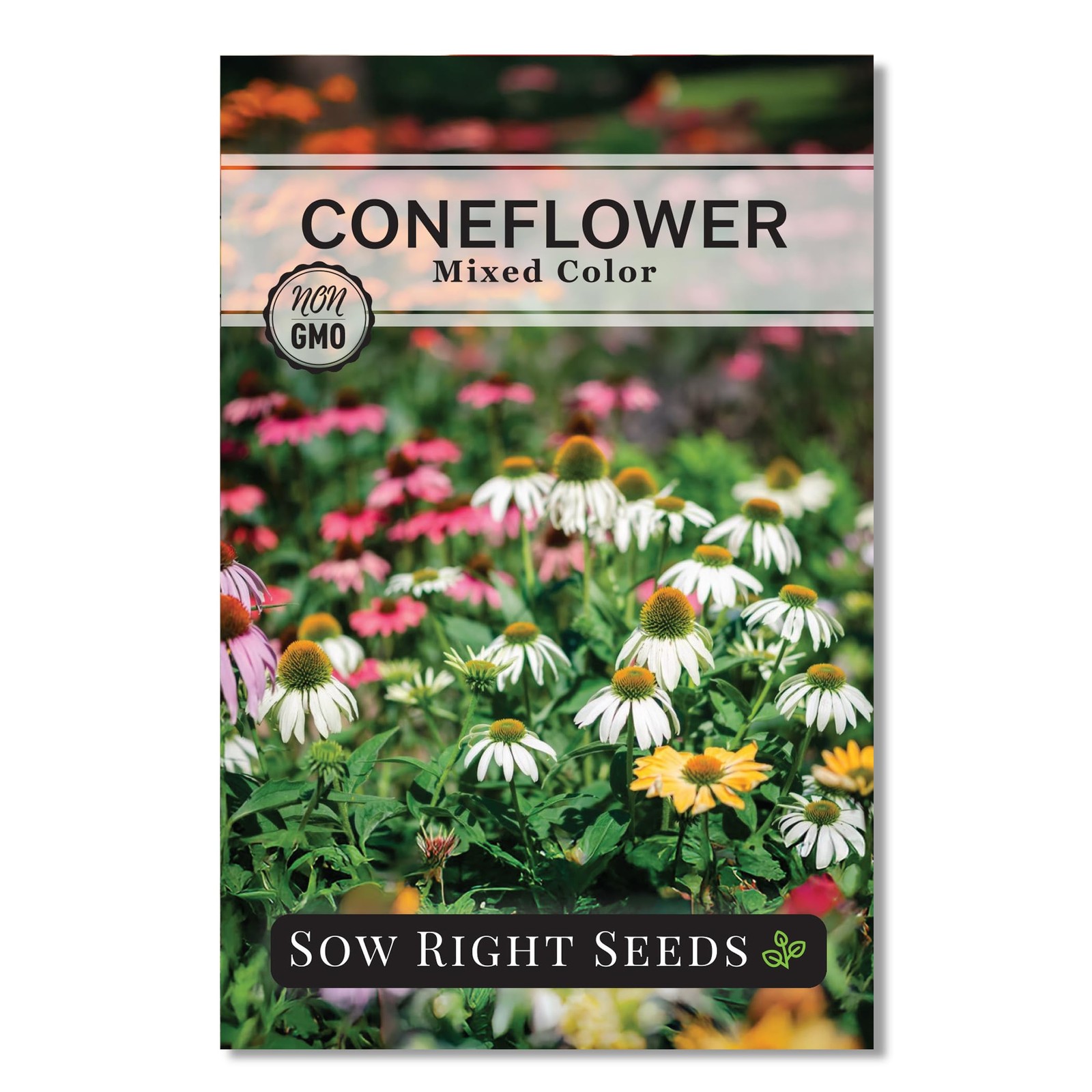 Sow Right Seeds – Mixed Color Coneflower Echinacea for Planting – Mix