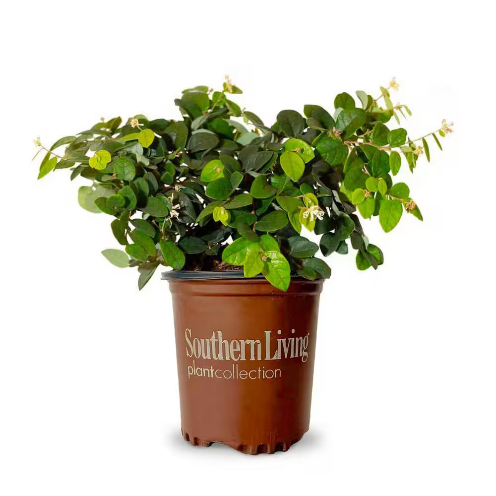 2.5 Qt. Emerald Snow Semi-Dwarf Loropetalum, Evergreen Shrub with Green Foliage,