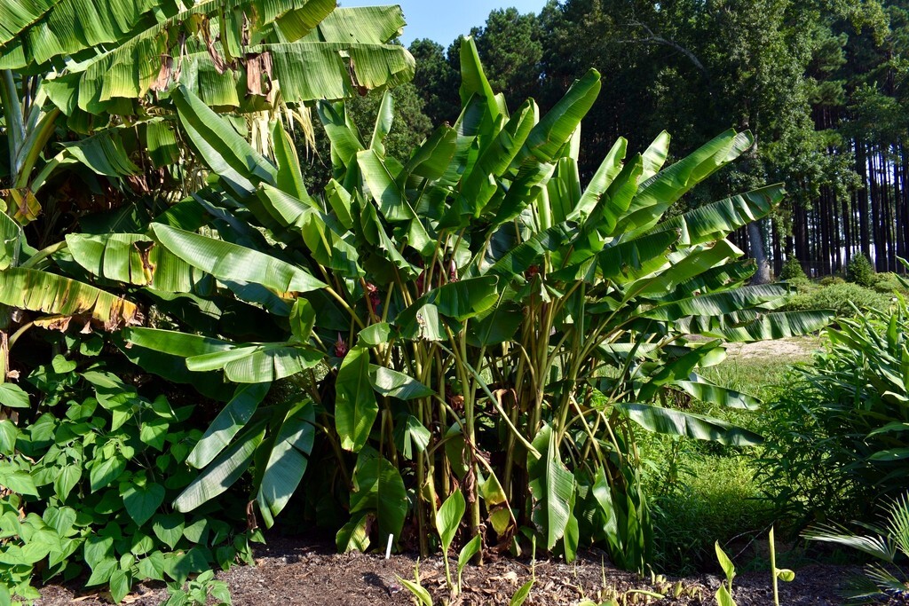 10 Pink Dwarf Banana Tree Fruit Plant Seeds (Musa velu.) Rare Fast Hardy-Zone 7b
