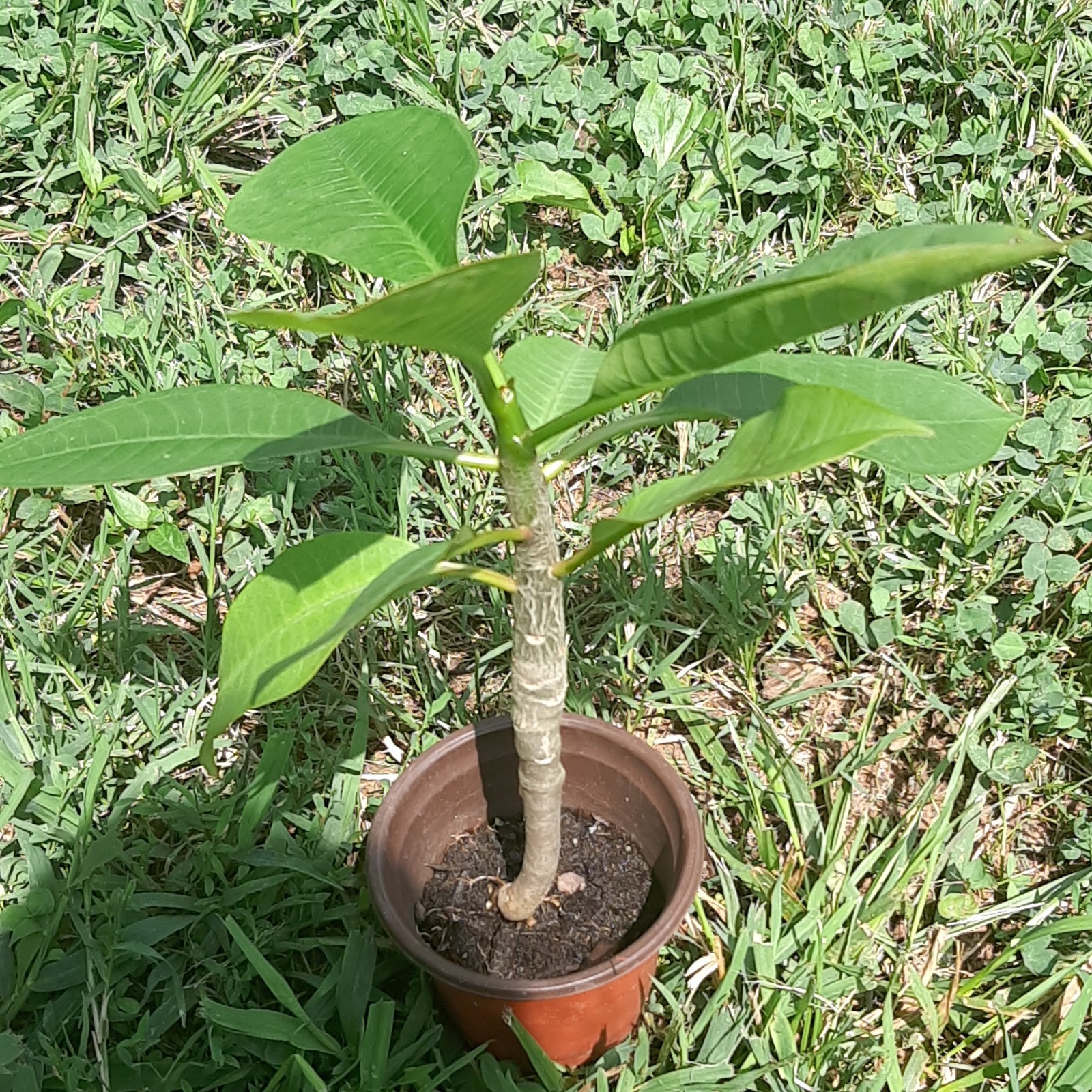 Kimo Orange Plumeria Seedling Live Plant