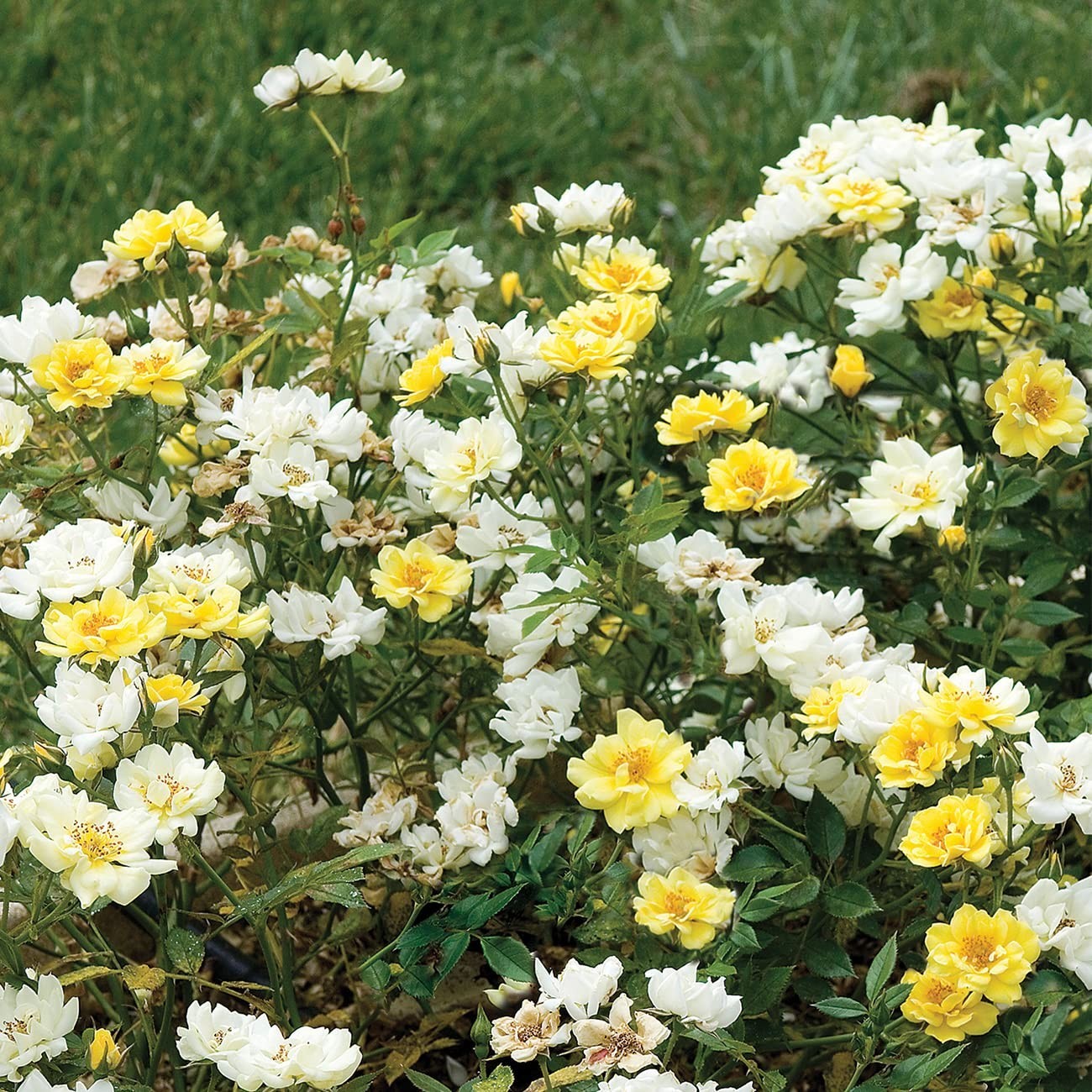 Perfect Plants Lemon Drift Rose Live Plant, 3 Gallon, Yellow Bush