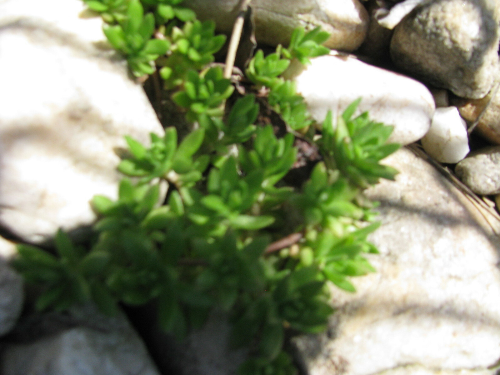 Creeping Sedum cuttings Groundcover Perennial 49 plants 1 “