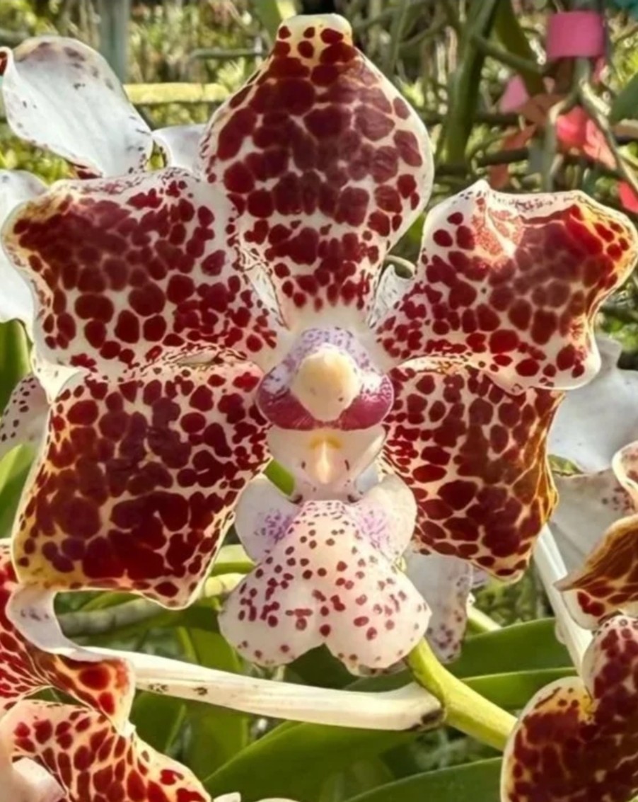 Vanda lombakensis Nbs Plants Very Fragrant And Variable Flowers