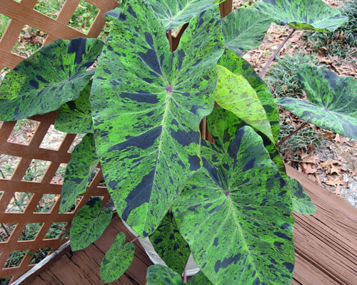 **MOJITO** Elephant Ear Colocasia Esculenta Starter Plant**USA Seller**