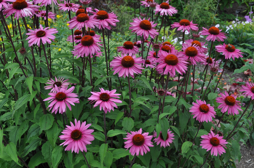 Purple Coneflower, Echinacea Purpurea, Butterflies Hummingbirds Bees, FREE SHIP