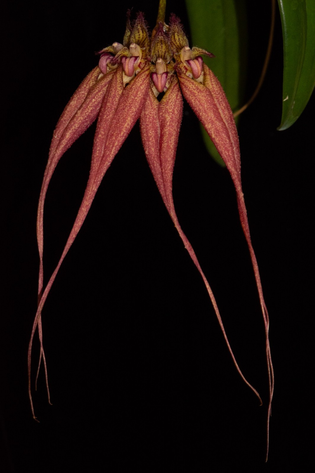 Bulbophyllum Lovely Elizabeth ‘Walnut Valley’ AM/AOS (division)