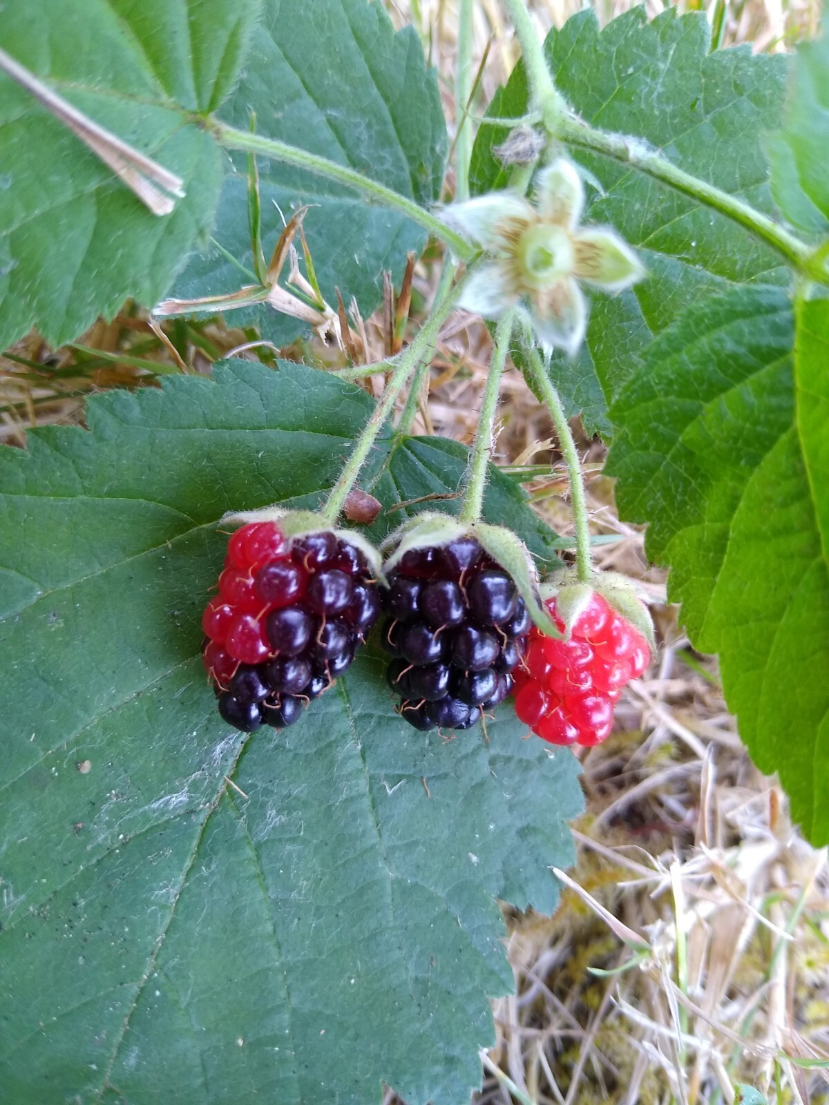 California BLACKBERRY PLANT Live Bare Root Organic Natural Food Vitamin C
