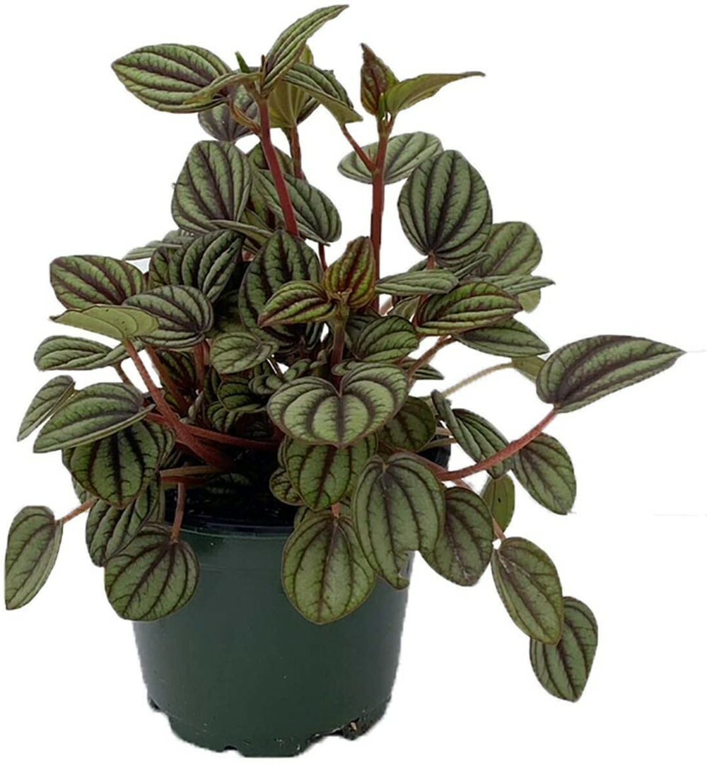 Albovittata Banda Piccolo Peperomia Dwarf Easy To Grow Indoor Live Plant 4″ Pot