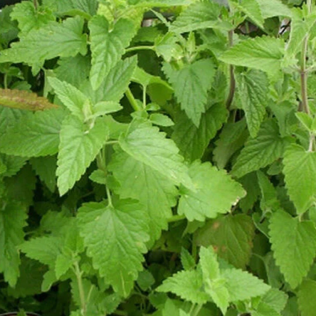 1500+ Catnip Seeds (Nepeta cataria) – Herb Seeds | USA FREE SHIPPING!
