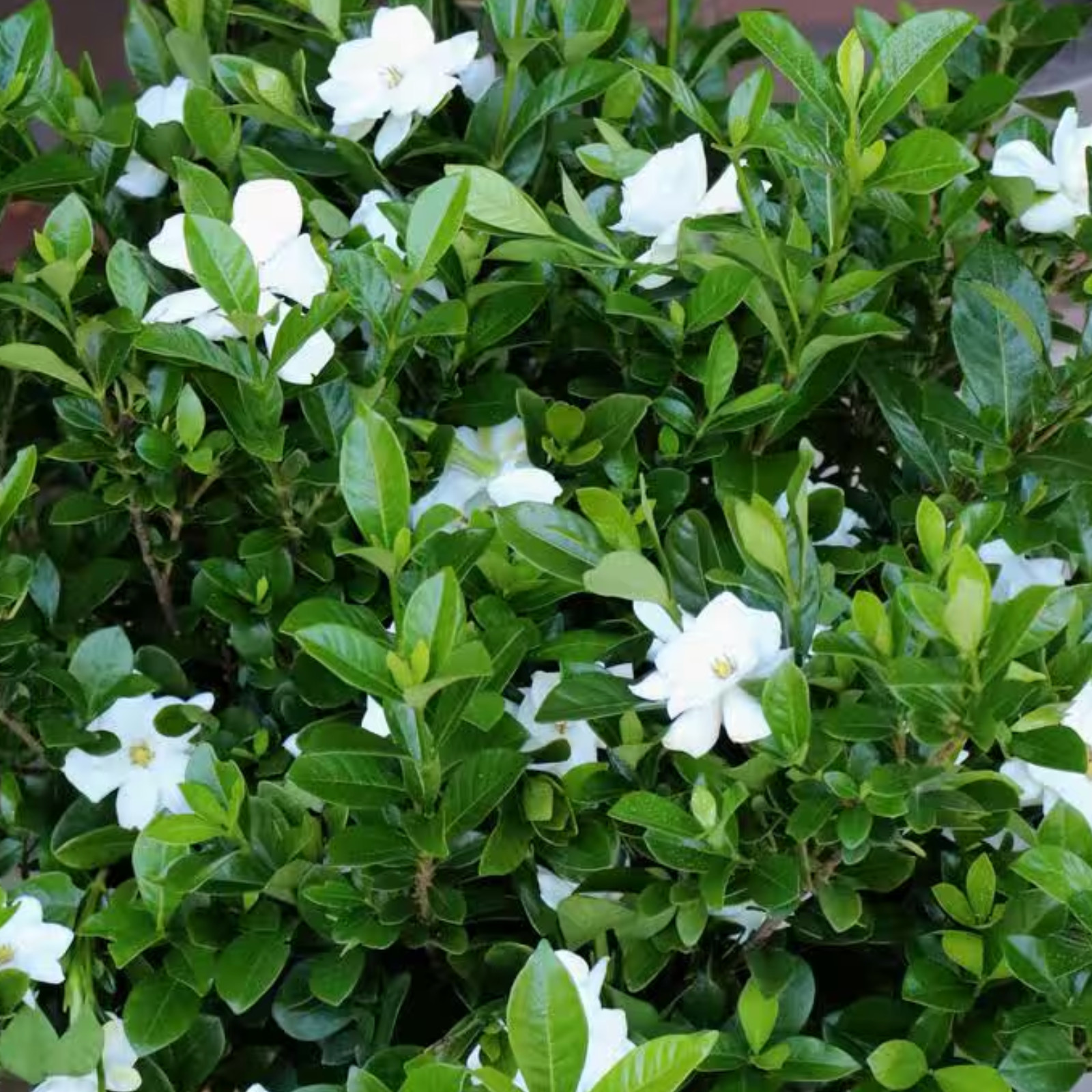 🌿 Pack of 3-Gardenia Veitchii 2″ Pots – 2 Years Old Plant 🌸